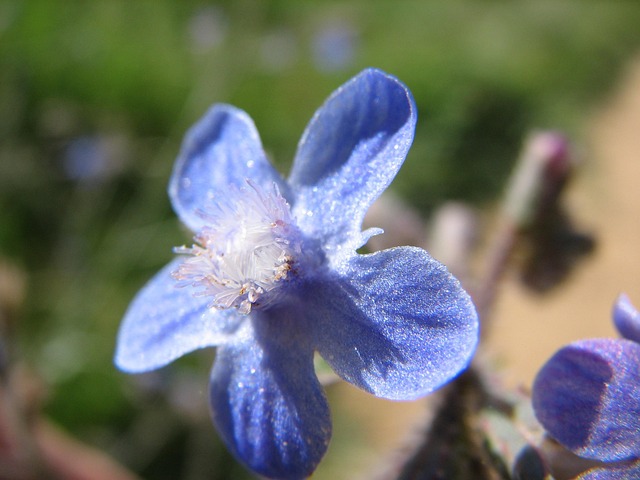Floral, Planta, Naturaleza, Natural