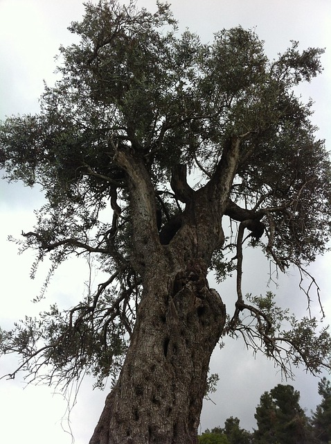 Árbol, Nubes, Árboles, Sucursales, Marco