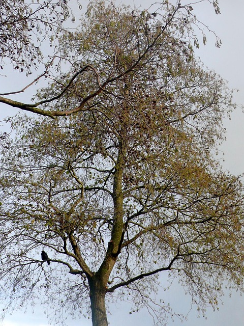 Baum, Organisch, Landwirtschaft, Draußen