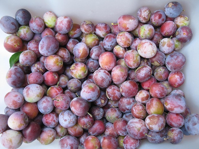 Pflaumen, Obst, Ernte, Baum, Essen, Lila