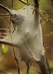tent caterpillar, malacosoma americanum, garden pest