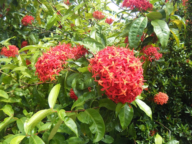 Free Flower Red photo and picture