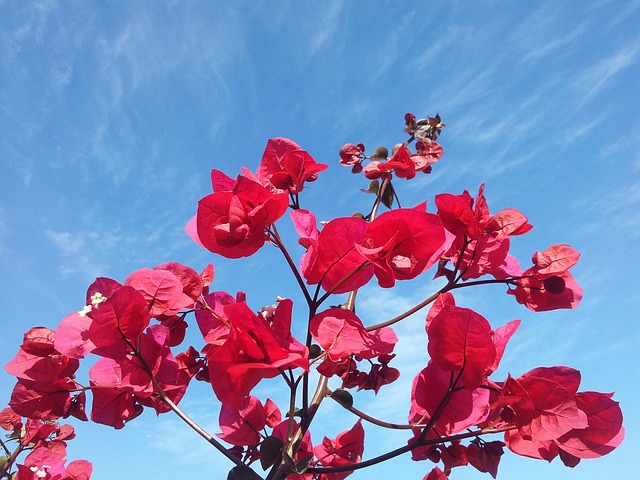 Blomster, Himmel, Blå Himmel, Plante