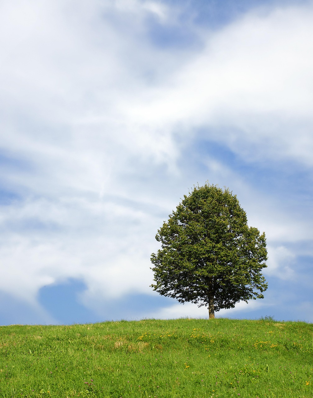 Tree Lonly Tree Lonely Meadow - Free photo on Pixabay - Pixabay