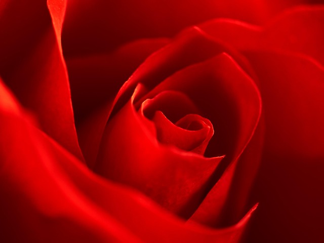 Free Rose Red photo and picture