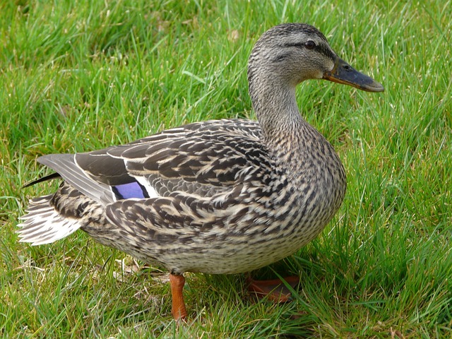 Free Duck Water photo and picture