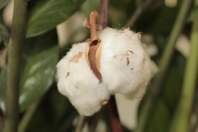 Katoen, Bloem, Planten, Textuur