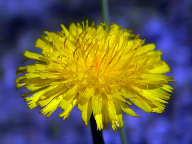 Free Flower Flower Wallpaper photo and picture