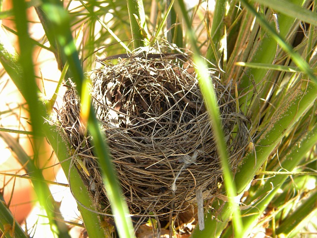 Free Bird'S Nest Nature photo and picture