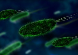 Bacteria Microbes Infection · Free image on Pixabay