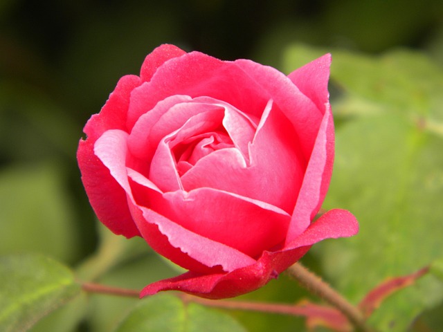 Free Rose Rose Flower photo and picture