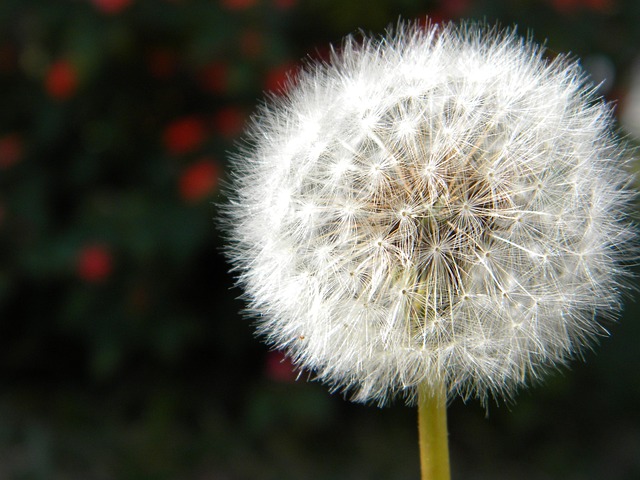 Free Dandelion Nature photo and picture