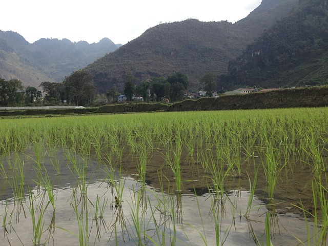 Free Vietnam Rice photo and picture