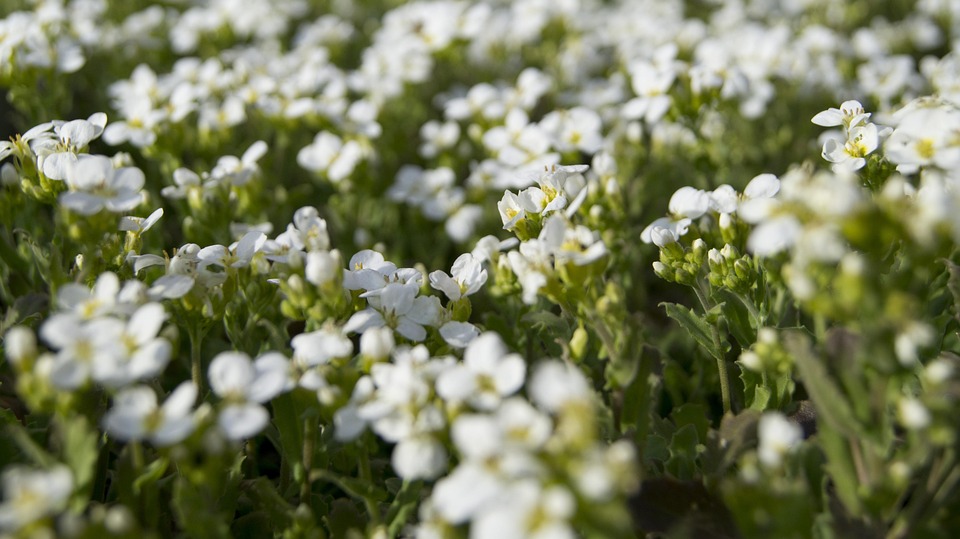 flora blomster flora blomster