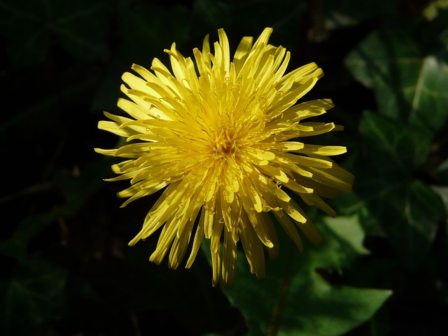 Free Dandelion Flower photo and picture