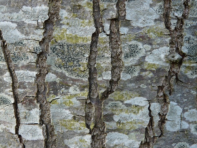 Free Tree Bark photo and picture