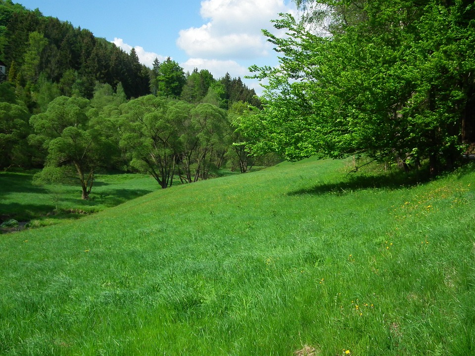 Kostenloses Foto Grünes Tal, Erzgebirge, Gras, Wiese Kostenloses