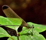 dragonfly, black-tipped forest glory, insect