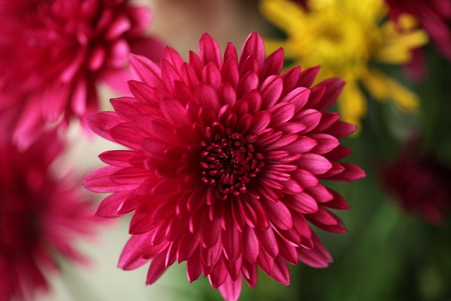 Dalia, Flor, Fondo De La Flor