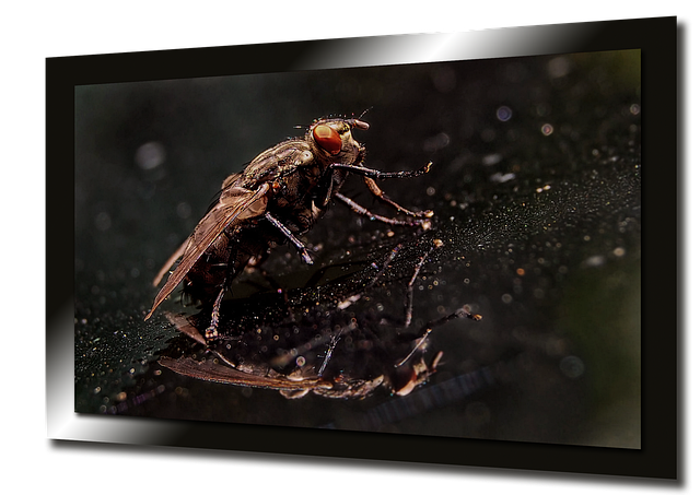 Free Fly Nature photo and picture
