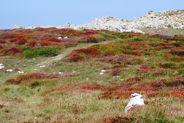 Free Autumn Meadow photo and picture