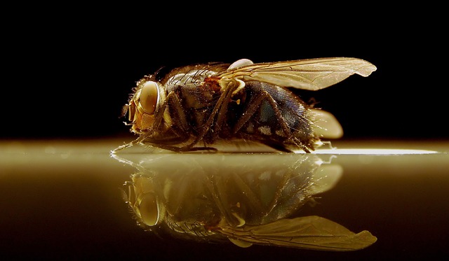 Free Insects Fly photo and picture