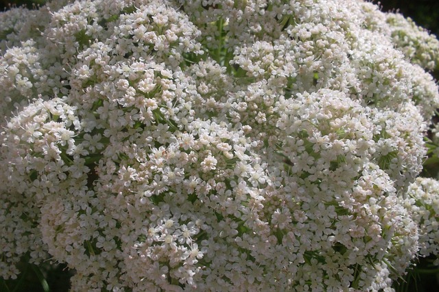 Schöne, Karotte, Blühend, Feder, Zeit