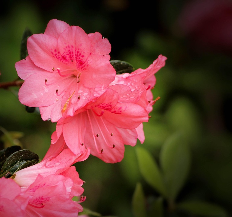 Free photo: Azalea Coral Bells - Free Image on Pixabay - 108284