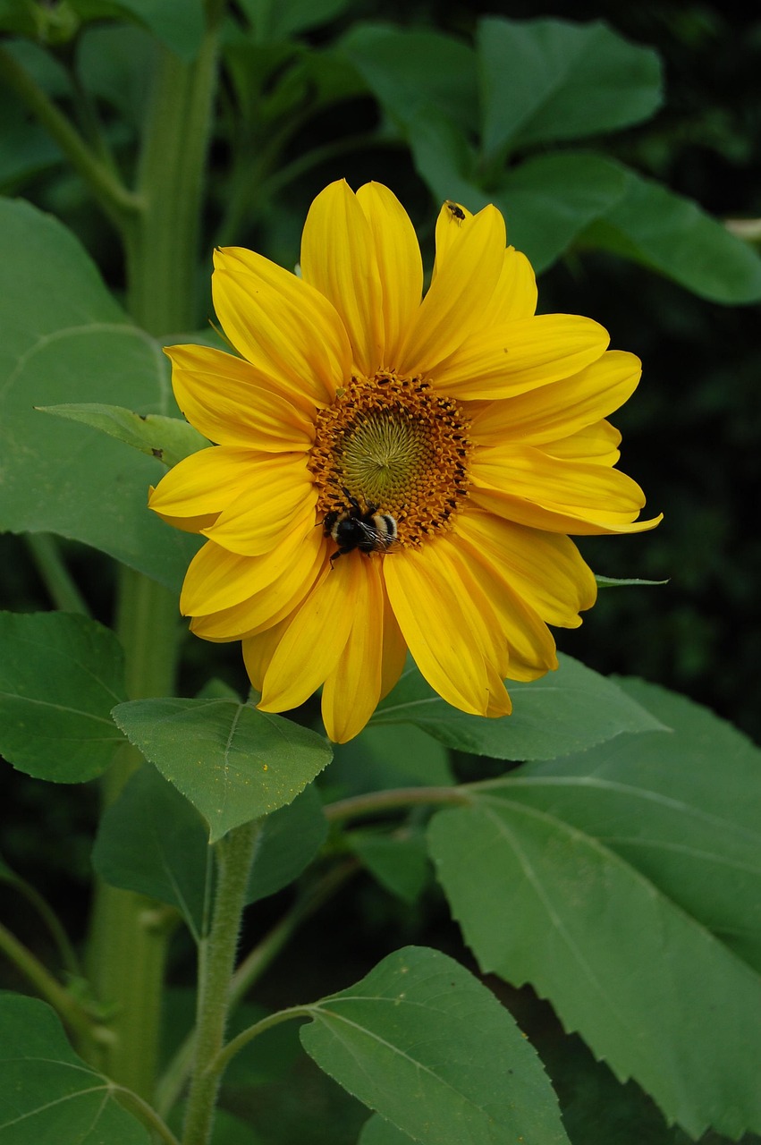Bee Flower Sunflower - Free photo on Pixabay - Pixabay
