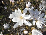 magnolia, white, flowering trees