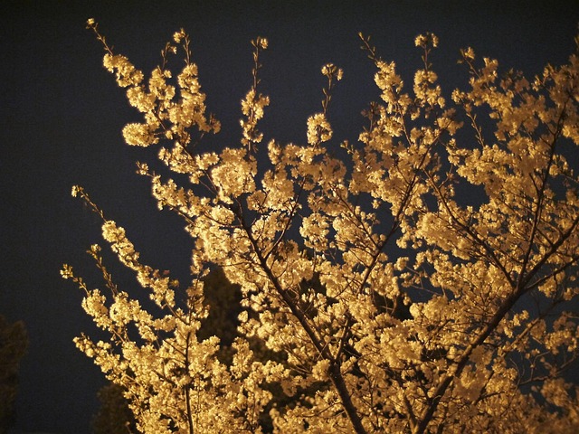 Free Cherry Blossoms Night photo and picture