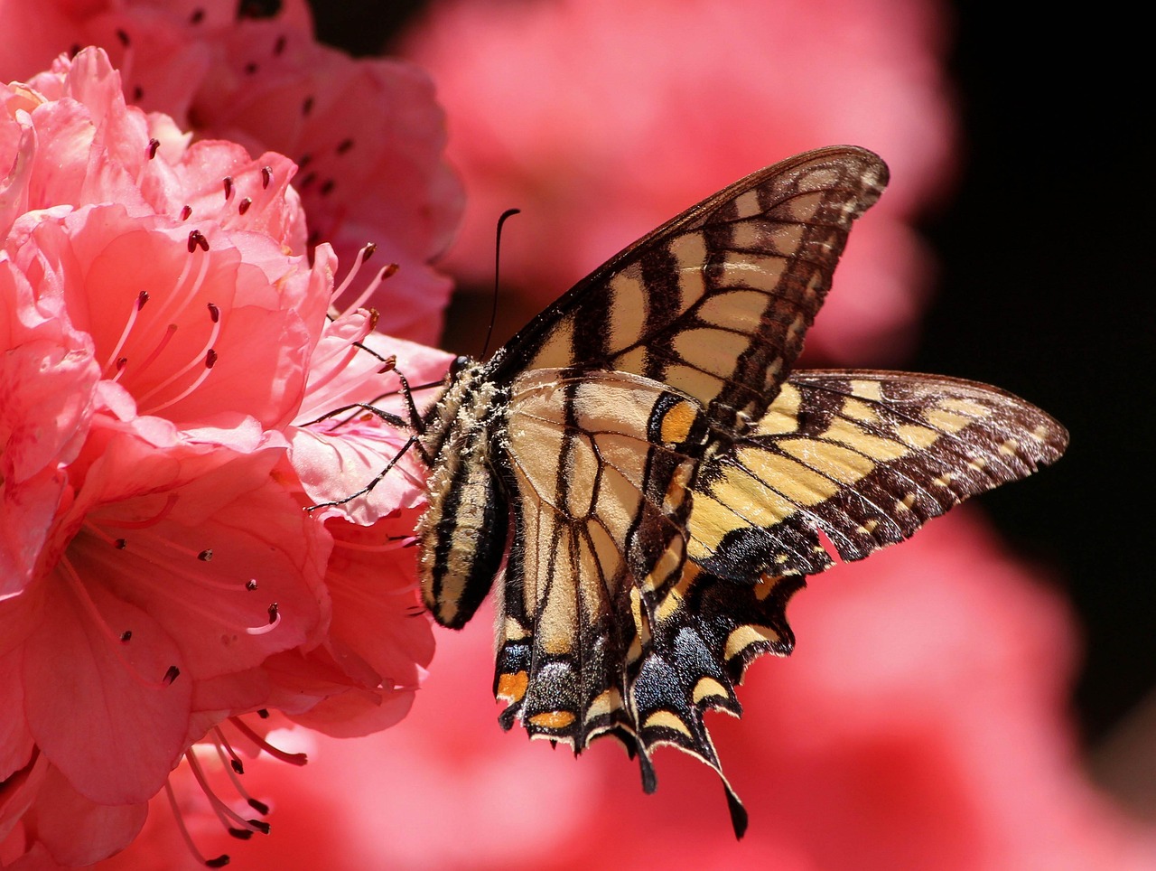 Flying Insects Butterfly Butterfly Flying Insect Old World - Free photo on Pixabay - Pixabay