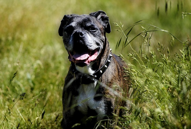 Free Dog Nature photo and picture