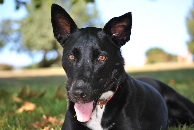 Free Dog Black photo and picture