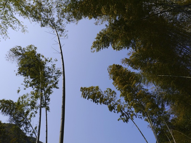 Free Bamboo Sky photo and picture