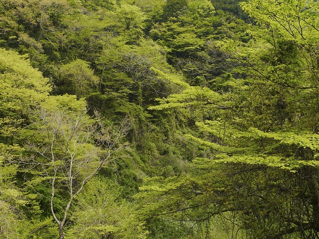 Free Woods Green photo and picture