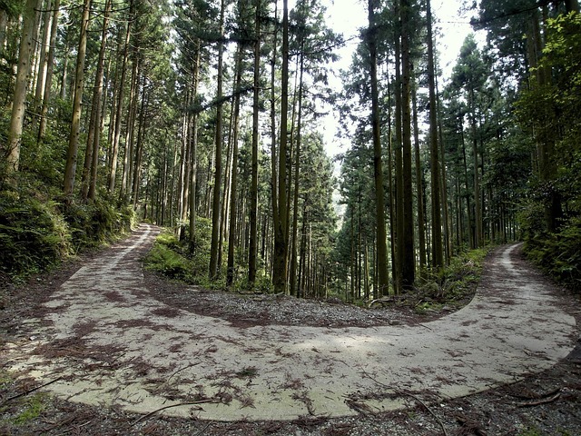 Forstweg, Holz, Natur, Wald