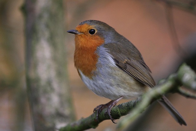 Robin, Fugl, Flyve, Vinger, Fjer