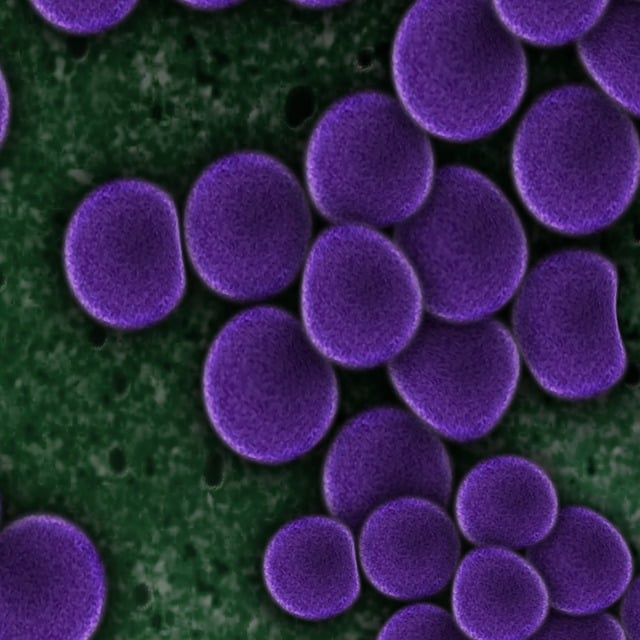 Free bacteria bacterial species imitation illustration