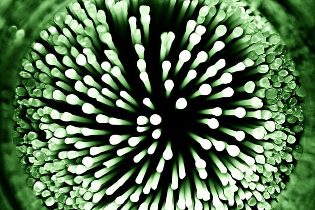 Free bacteria bacterial species imitation illustration