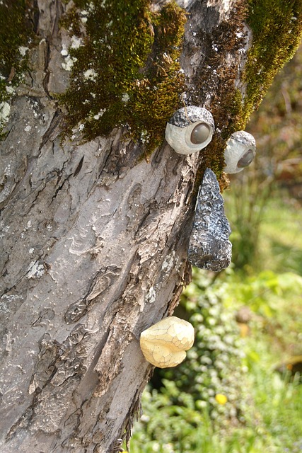 Free Tree Face Tree photo and picture