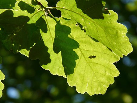 Blätter, Natur, Grün, Schattenspiel