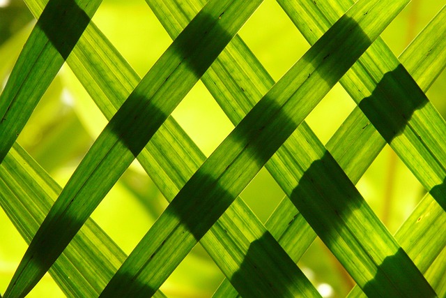 Free Leaves Hd Wallpaper photo and picture