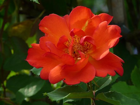 Blume, Blumen Hintergrund, Rot