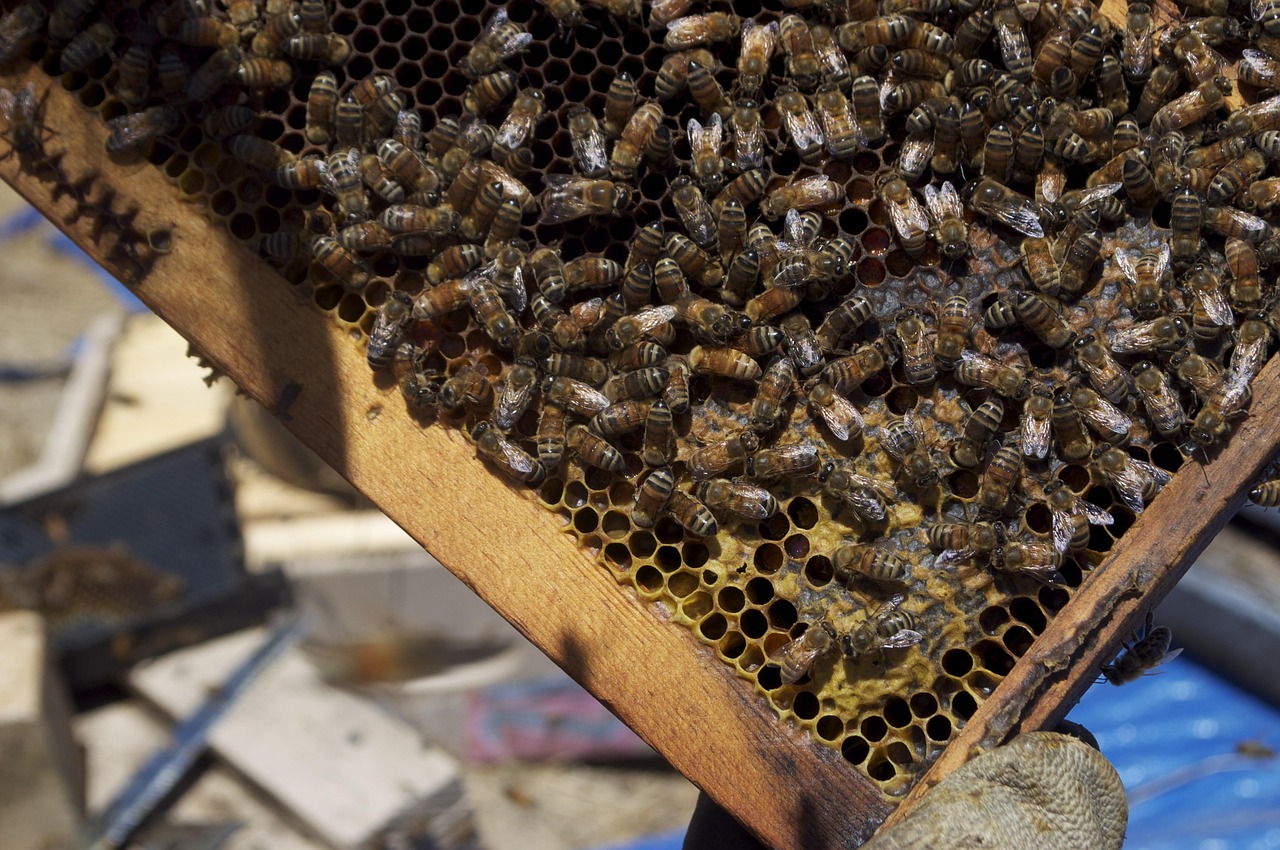 100+ Free Honey Jar & Honey Images - Pixabay