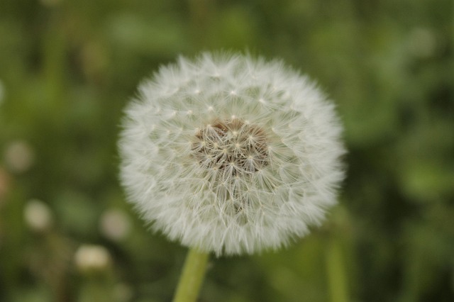 Gewone, Paardebloem, Puntige Bloem