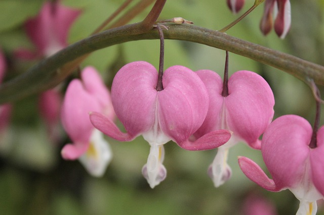 Rood, White, Bloem, Wilde Bloem