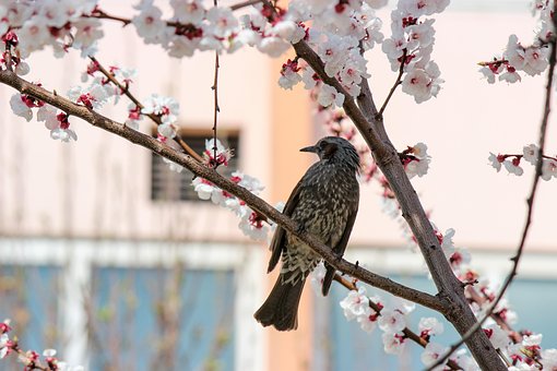 Free Bird Cherry photo and picture