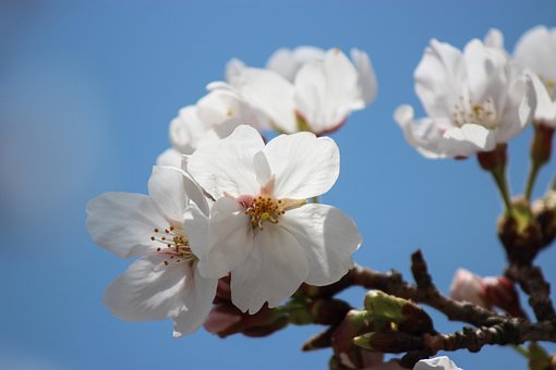 Free Spring Flowers photo and picture