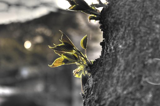 Free Tree Leaves photo and picture